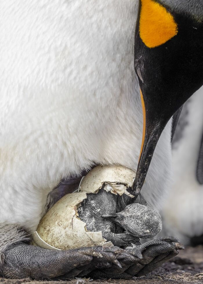 A King Penguin inspects it's newborn chick as it starts to hatch.