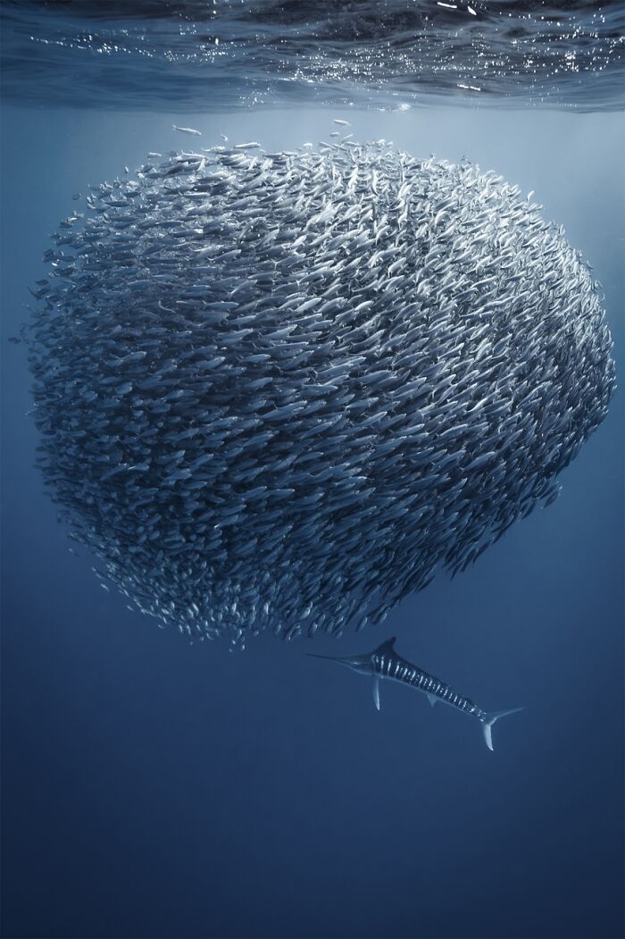 A giant school of fish form a ball to protect themselves from a marlin looking for a quick meal.