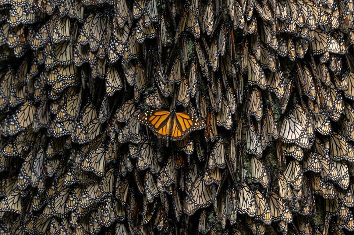 A brightly colored Monarch Butterfly proves that even though we are all the same, you can still stand out from the crowd.