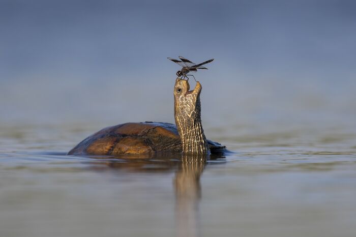 This turtle seems happy with his visit from a dragon fly.