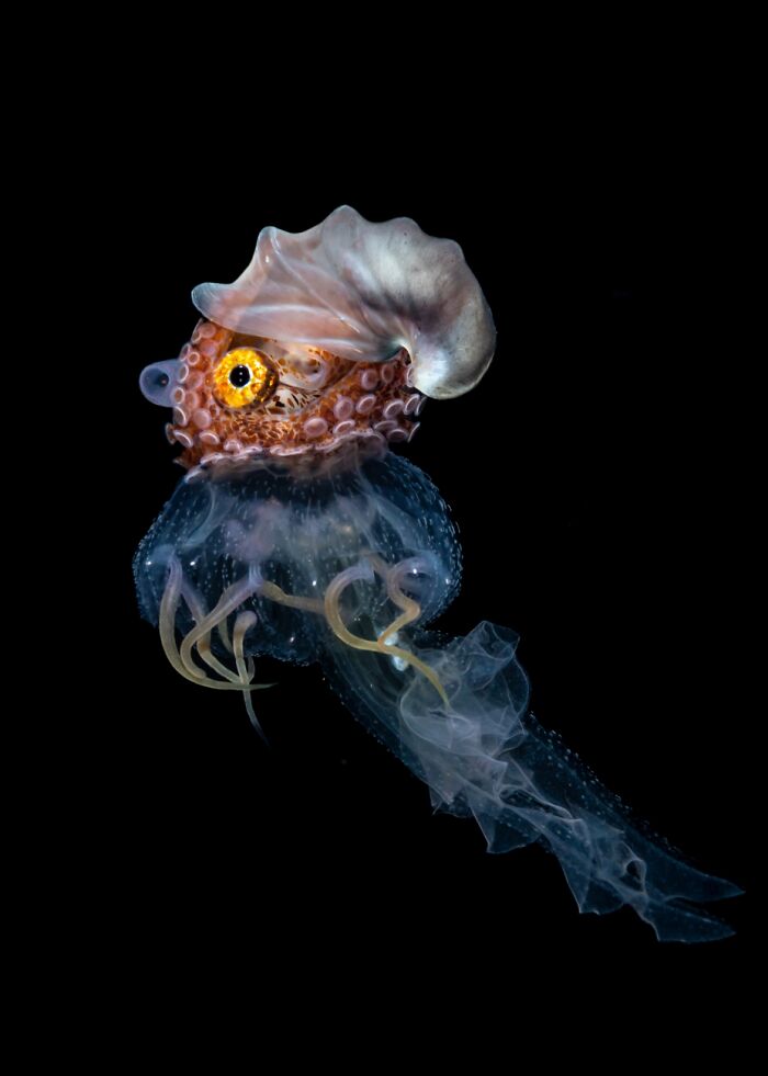 A female Argonaut carries her egg case while riding a jellyfish.