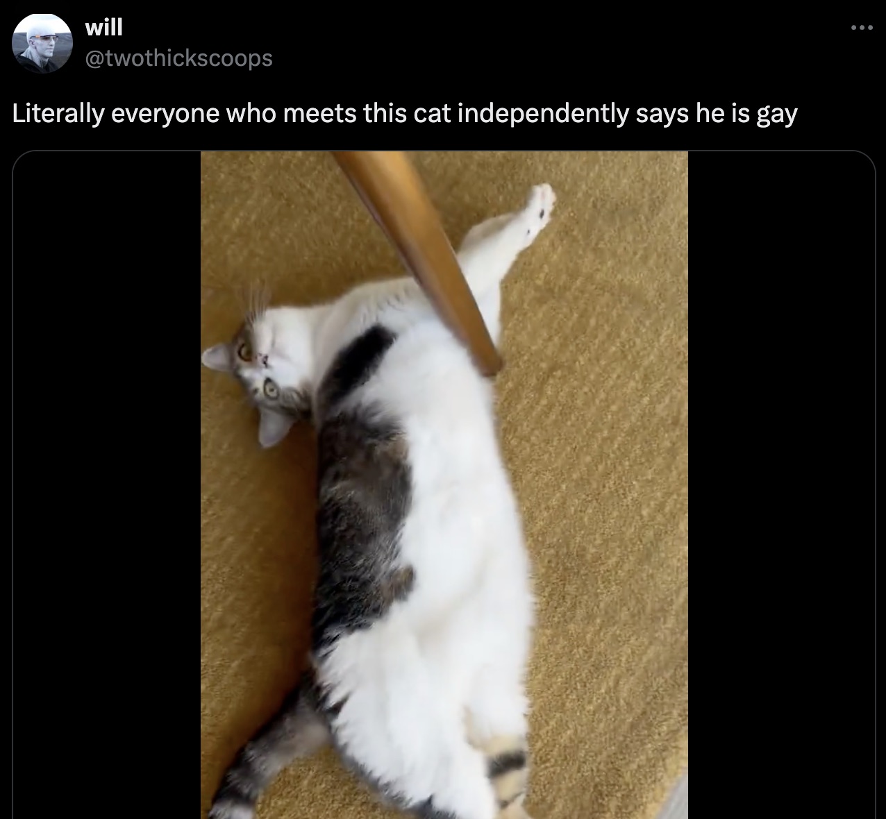 squitten - will Literally everyone who meets this cat independently says he is gay