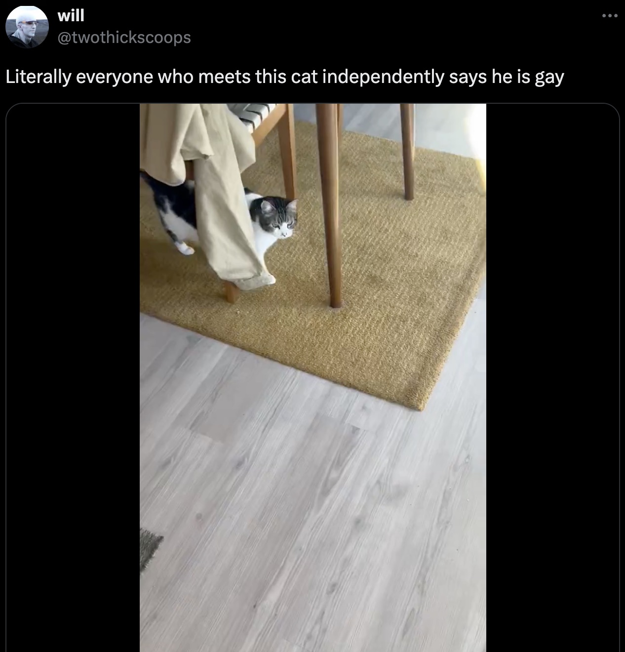 floor - will Literally everyone who meets this cat independently says he is gay ...