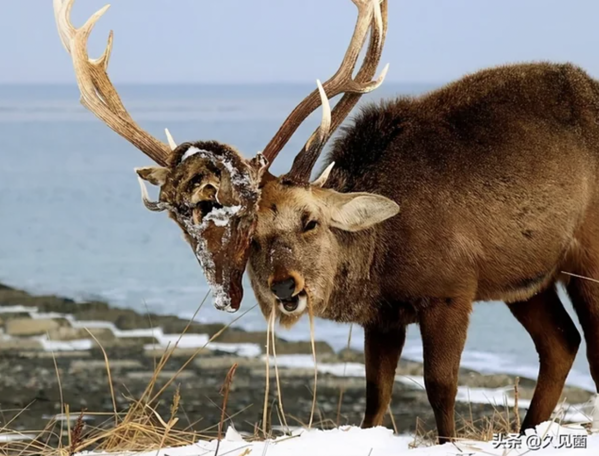 deer with skull in antlers