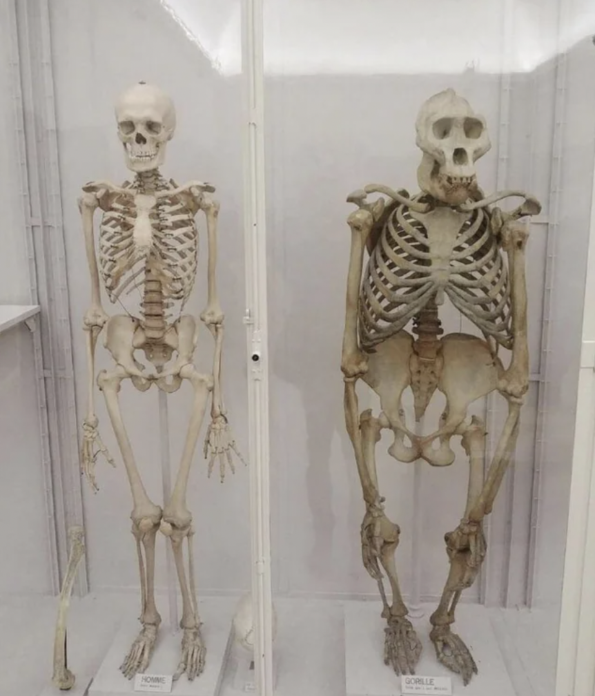 gorilla and human skeleton