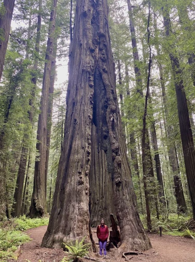 old-growth forest