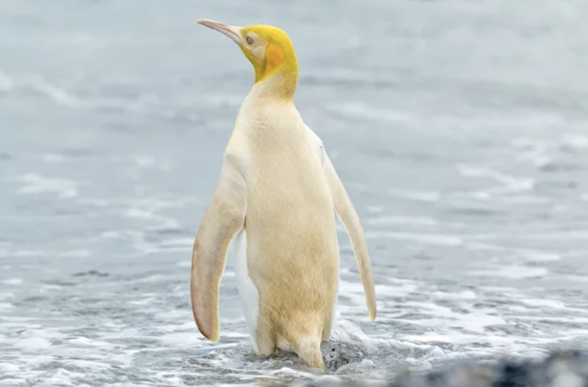 yellow penguin real