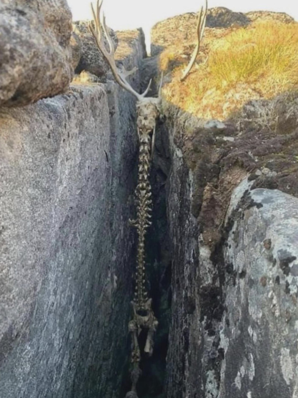 deer skeleton stuck between rocks