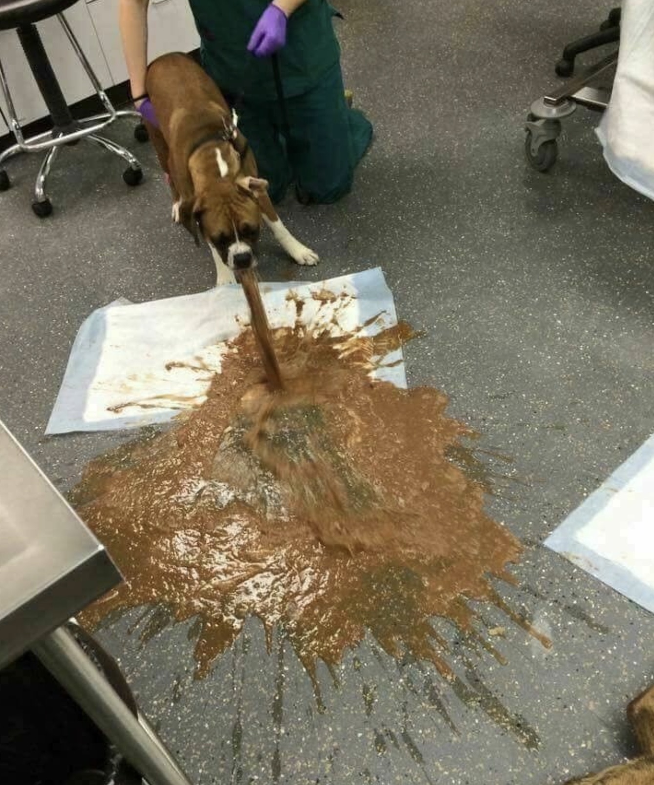 dog puking chocolate