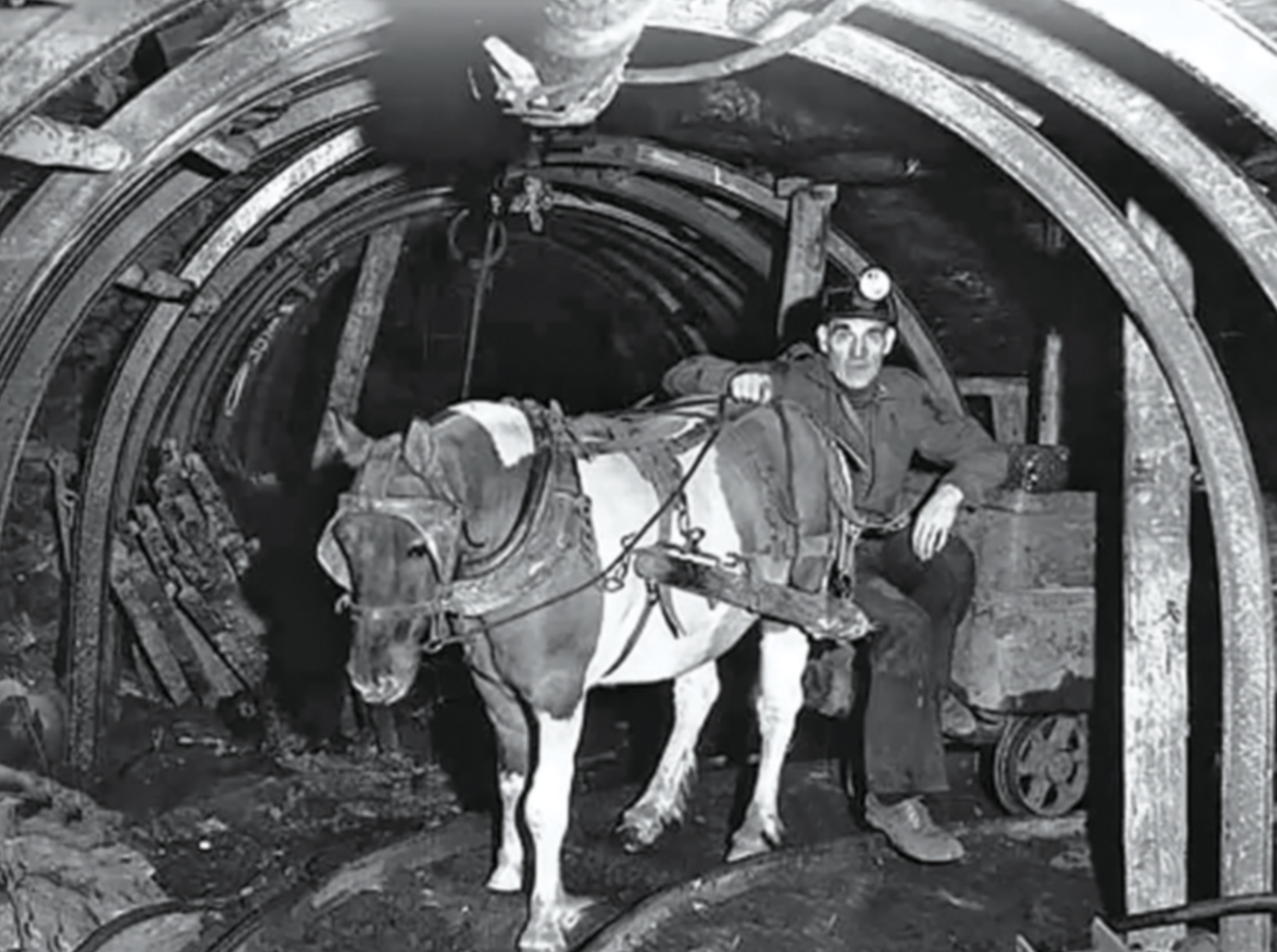 shetland pony mining