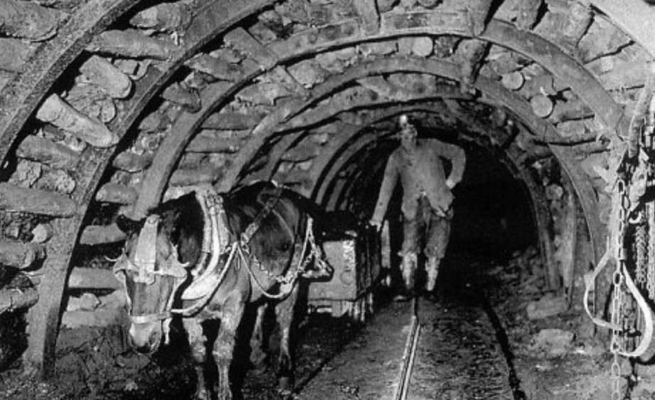 working horse in coal mine