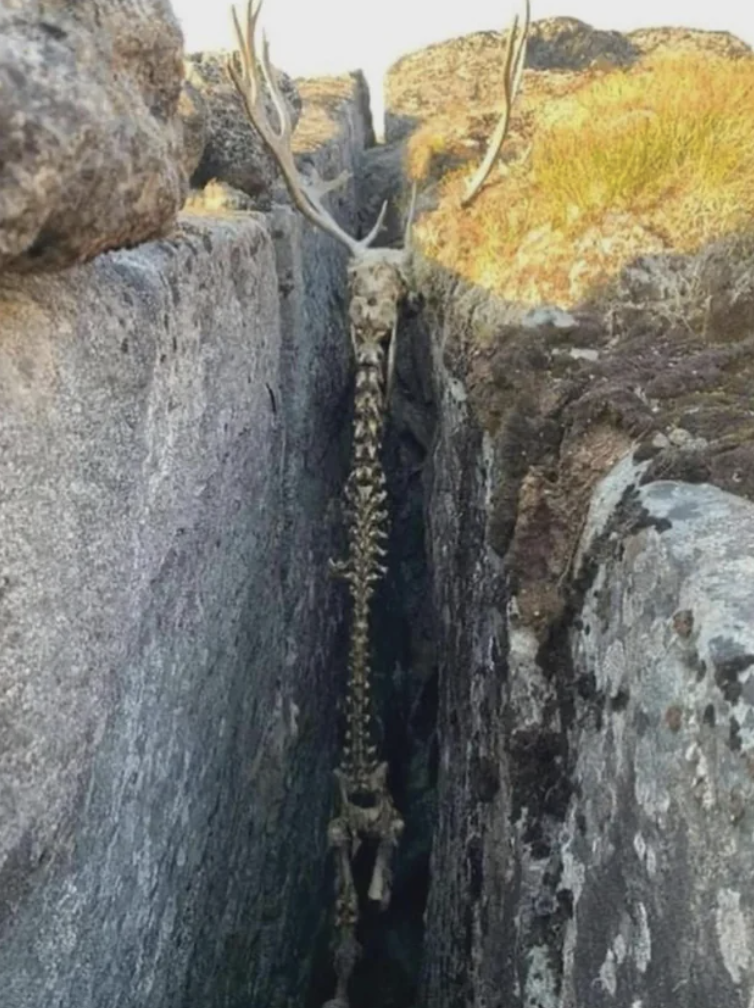 deer skeleton between rocks