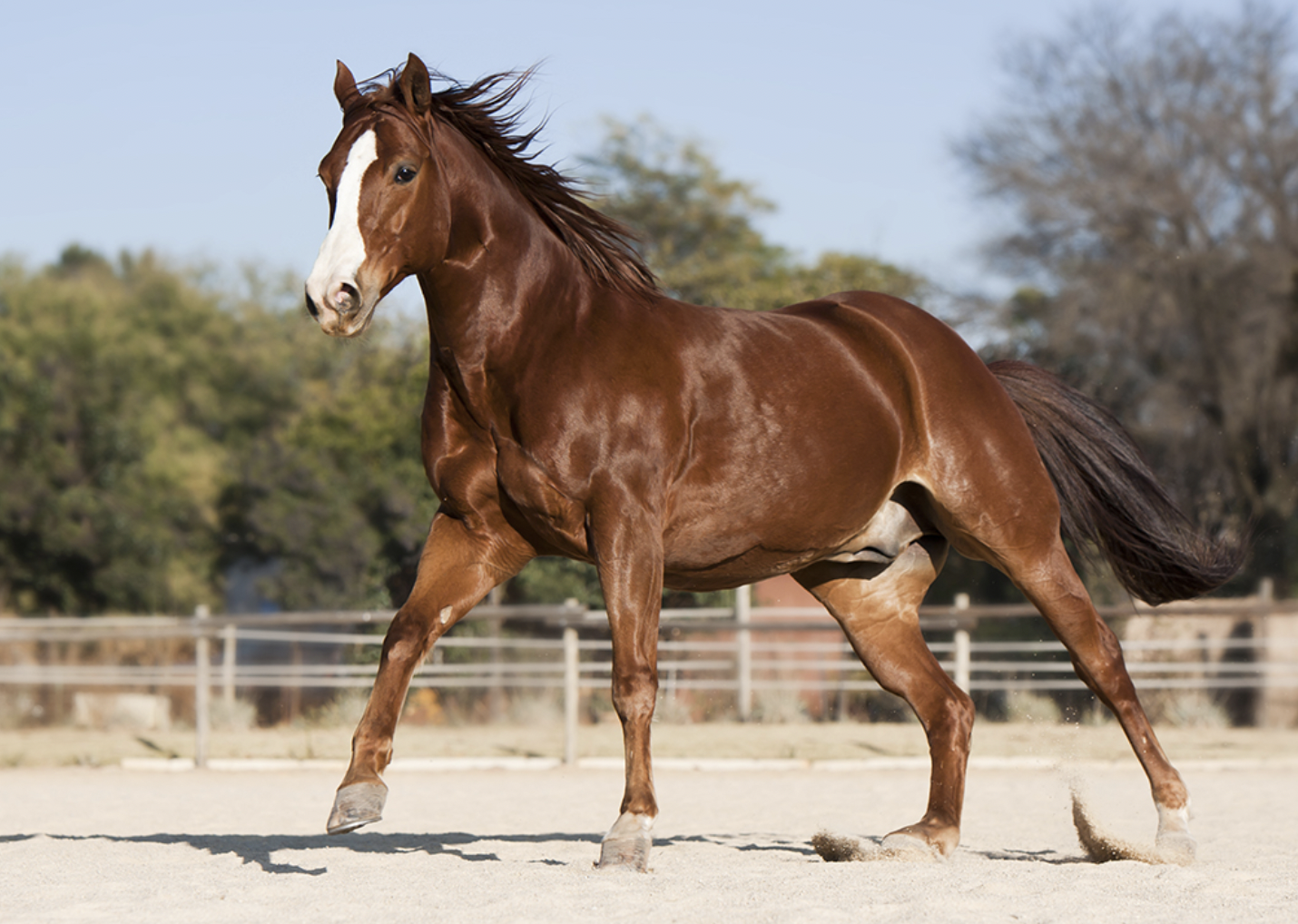 When I was a kid I was obsessed with horses. There was this website I used to visit that was for people who loved horses. One time I made the mistake of typing “.com” instead of “.net.” Horselovers.com was for people who really, really “loved” horses. Scarred for LIFE.