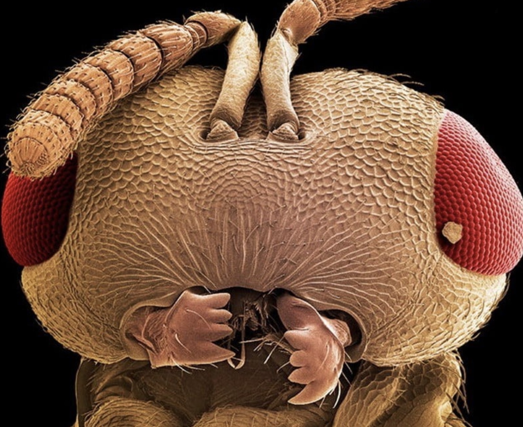 insect under microscope