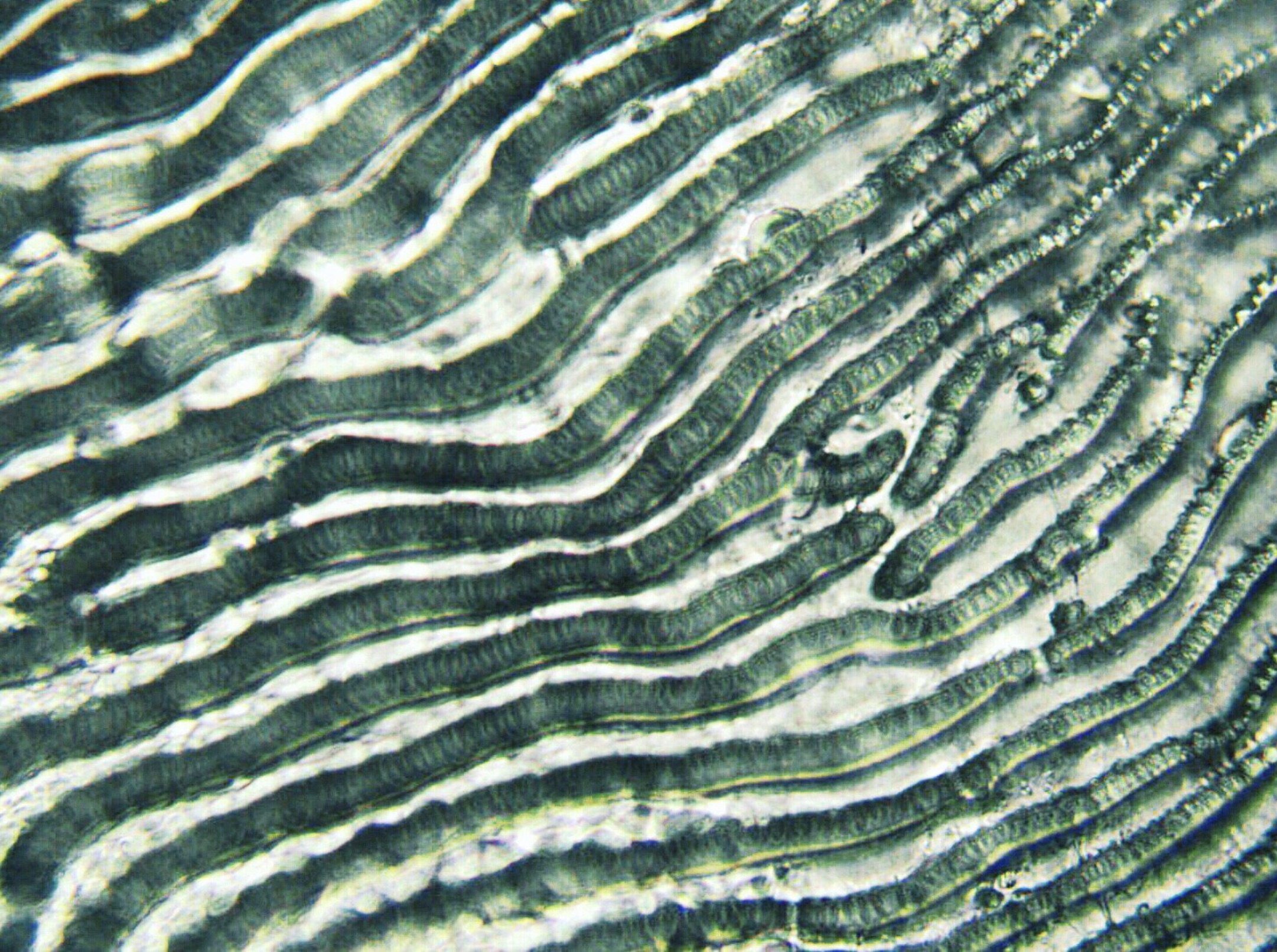 fish scale under microscope