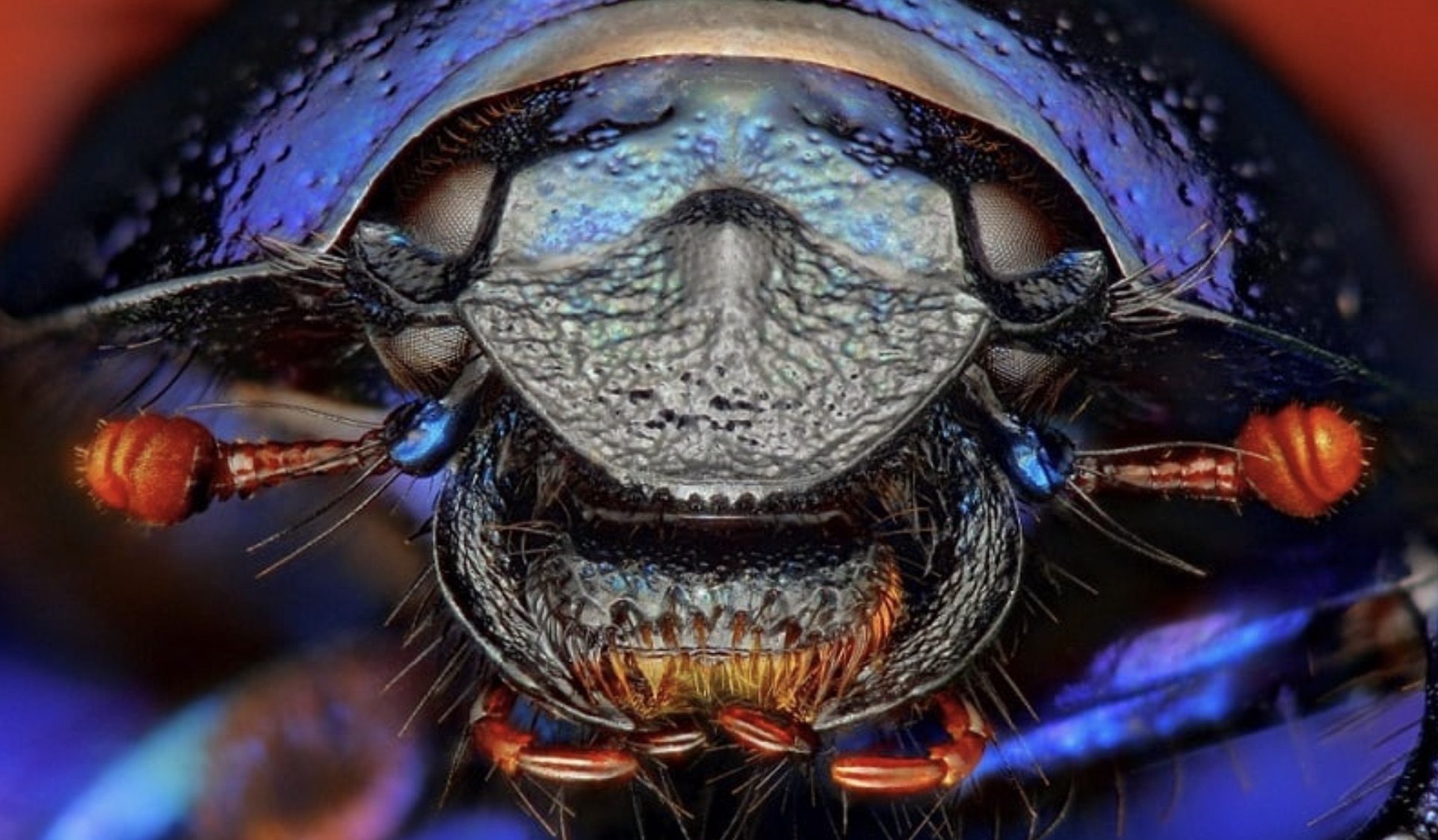 dung beetle close up