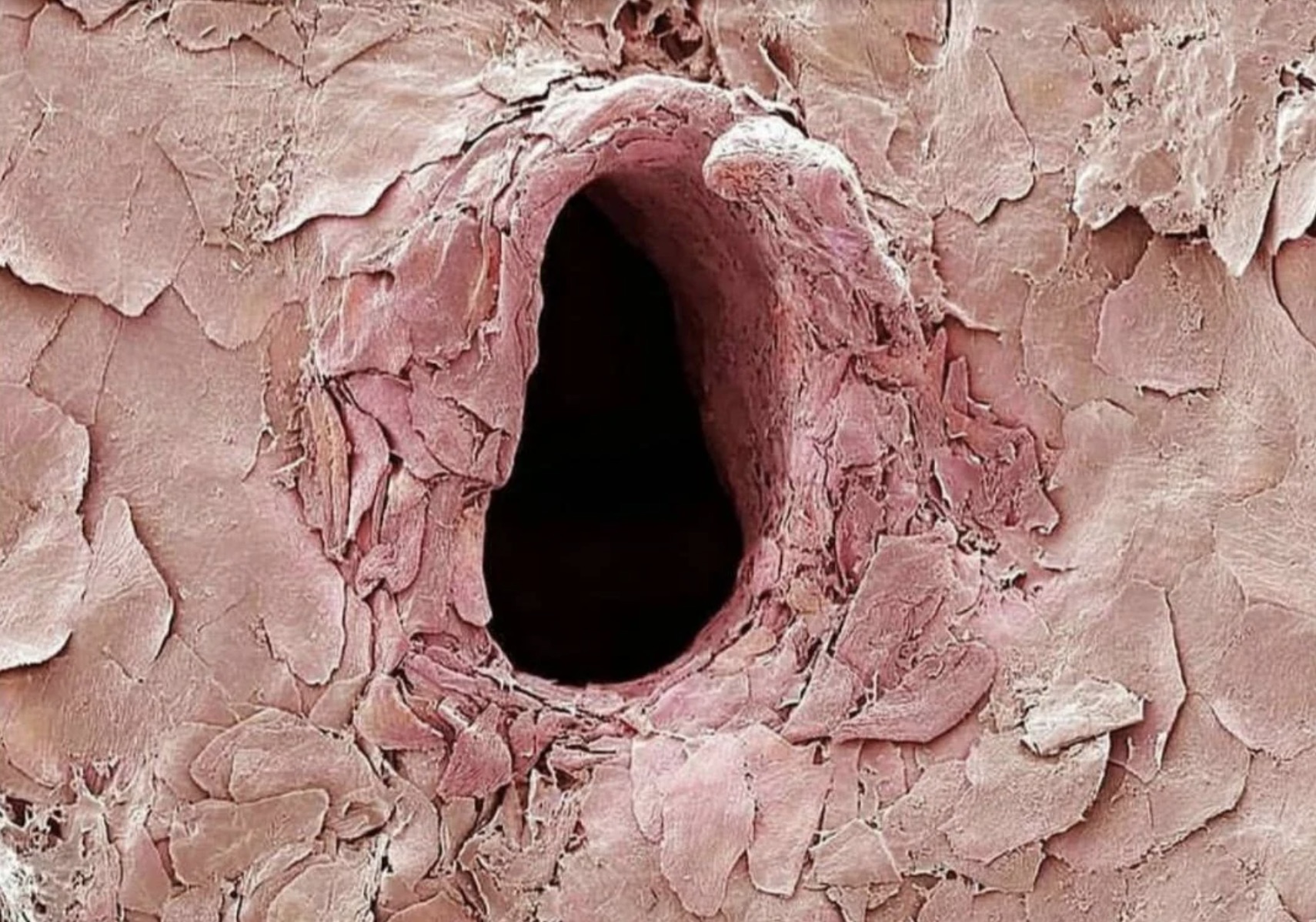 skin under microscope