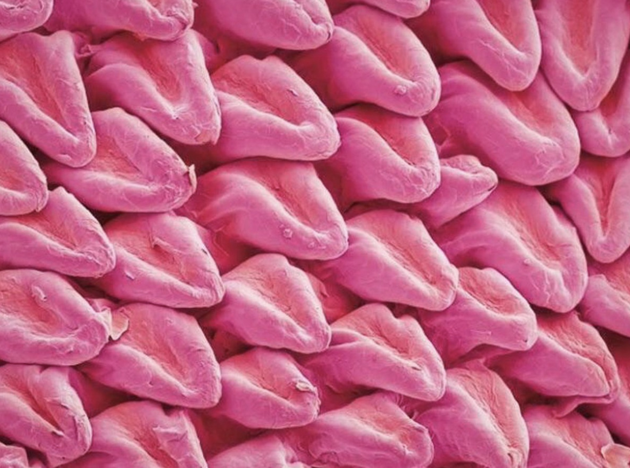 cat tongue under microscope