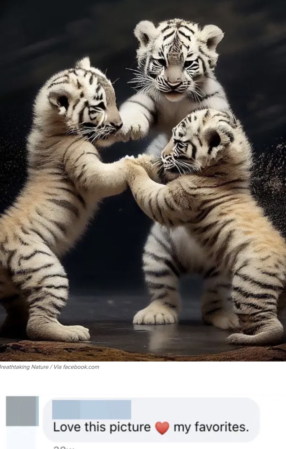 siberian tiger - Breathtaking NatureVia facebook.com Love this picture my favorites.