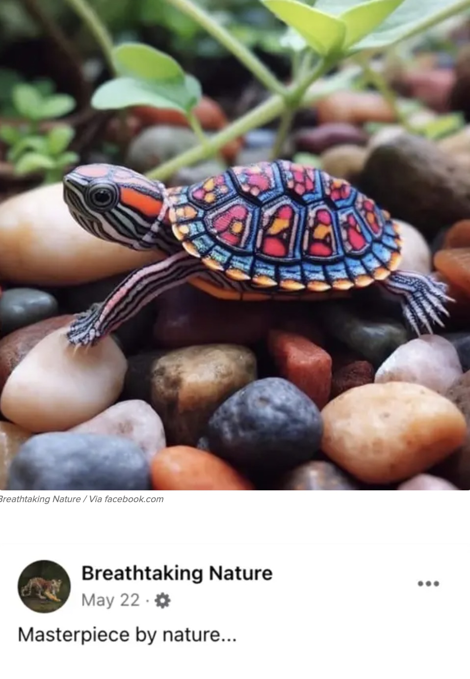 painted turtle - Breathtaking Nature Via facebook.com Breathtaking Nature May 22 Masterpiece by nature...