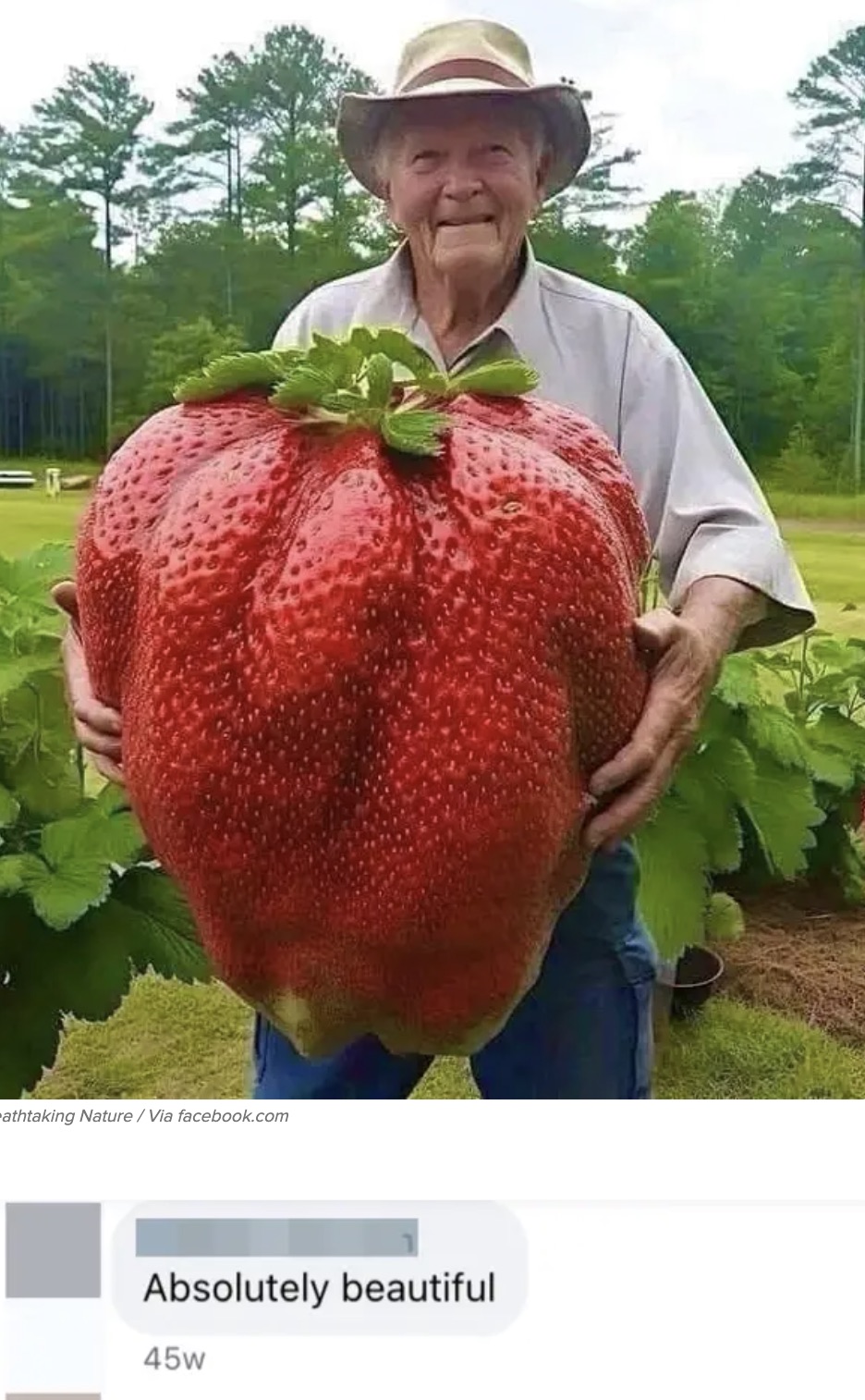 giant strawberry - athtaking Nature Via facebook.com Absolutely beautiful 45W