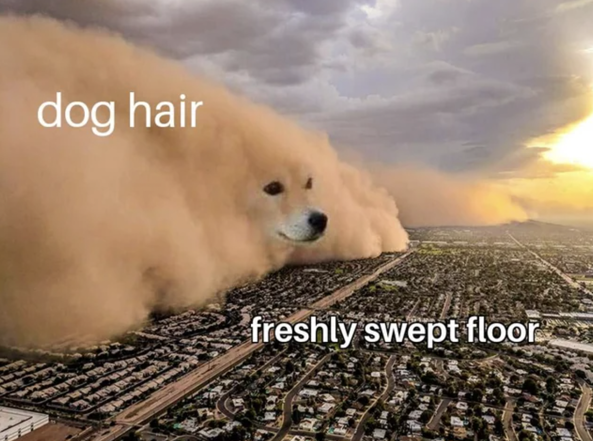 sand storm dog meme - dog hair freshly swept floor.com