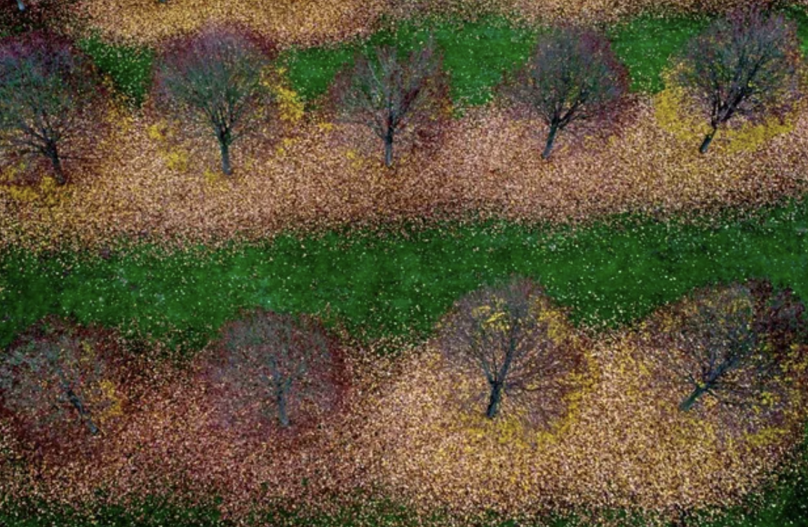 Fallen leaves around the trees at a small park in Frankfurt, Germany.