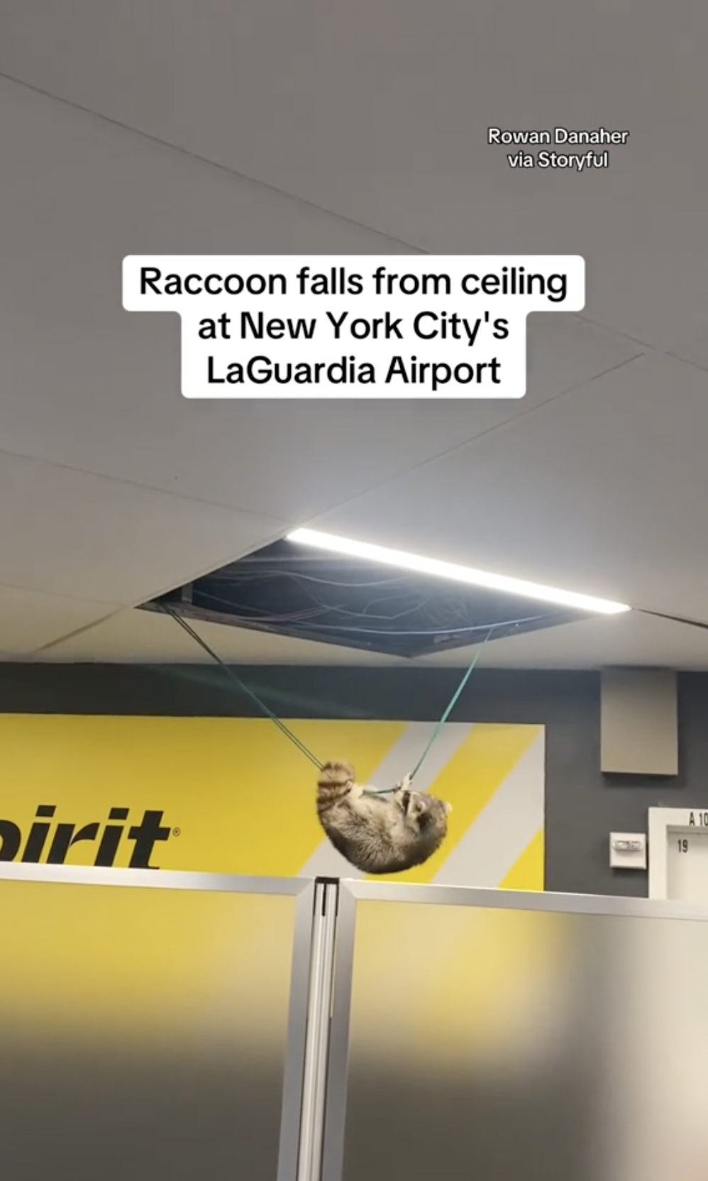 LaGuardia Airport - Rowan Danaher via Storyful Raccoon falls from ceiling at New York City's LaGuardia Airport pirit