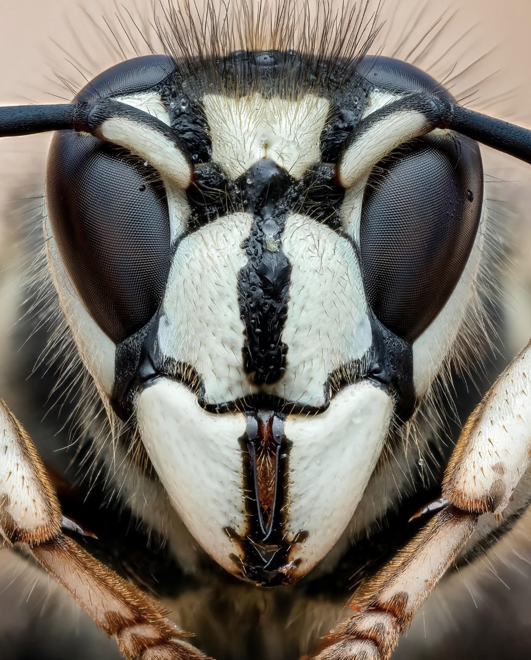 bald faced hornet