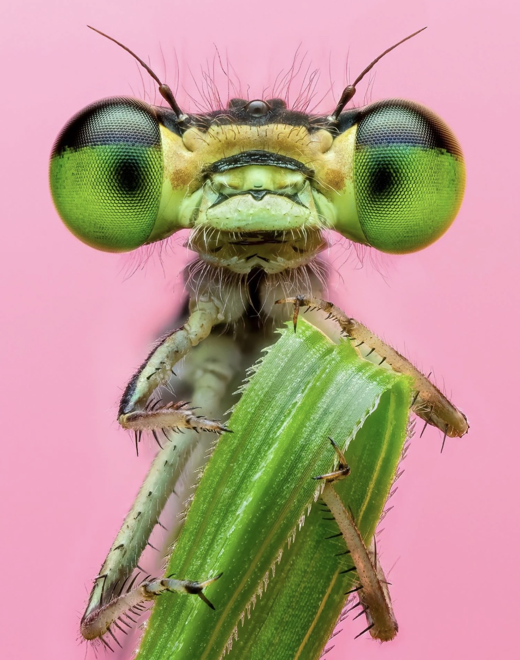 mantidae