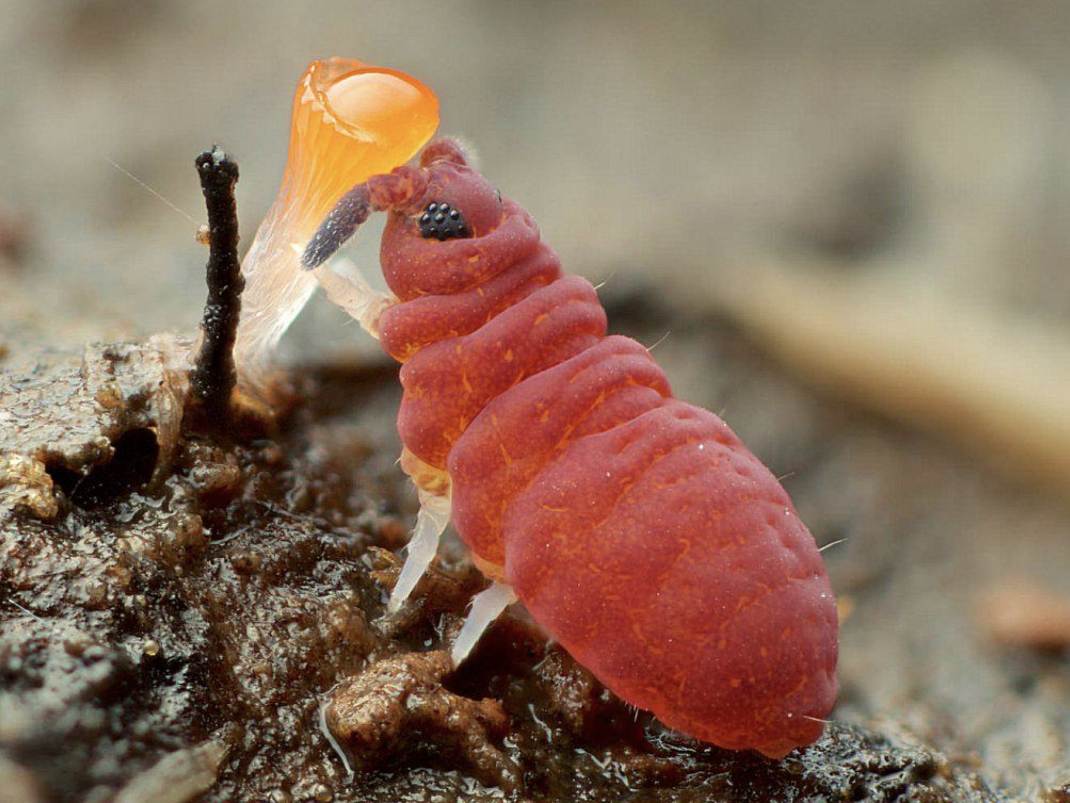 springtail