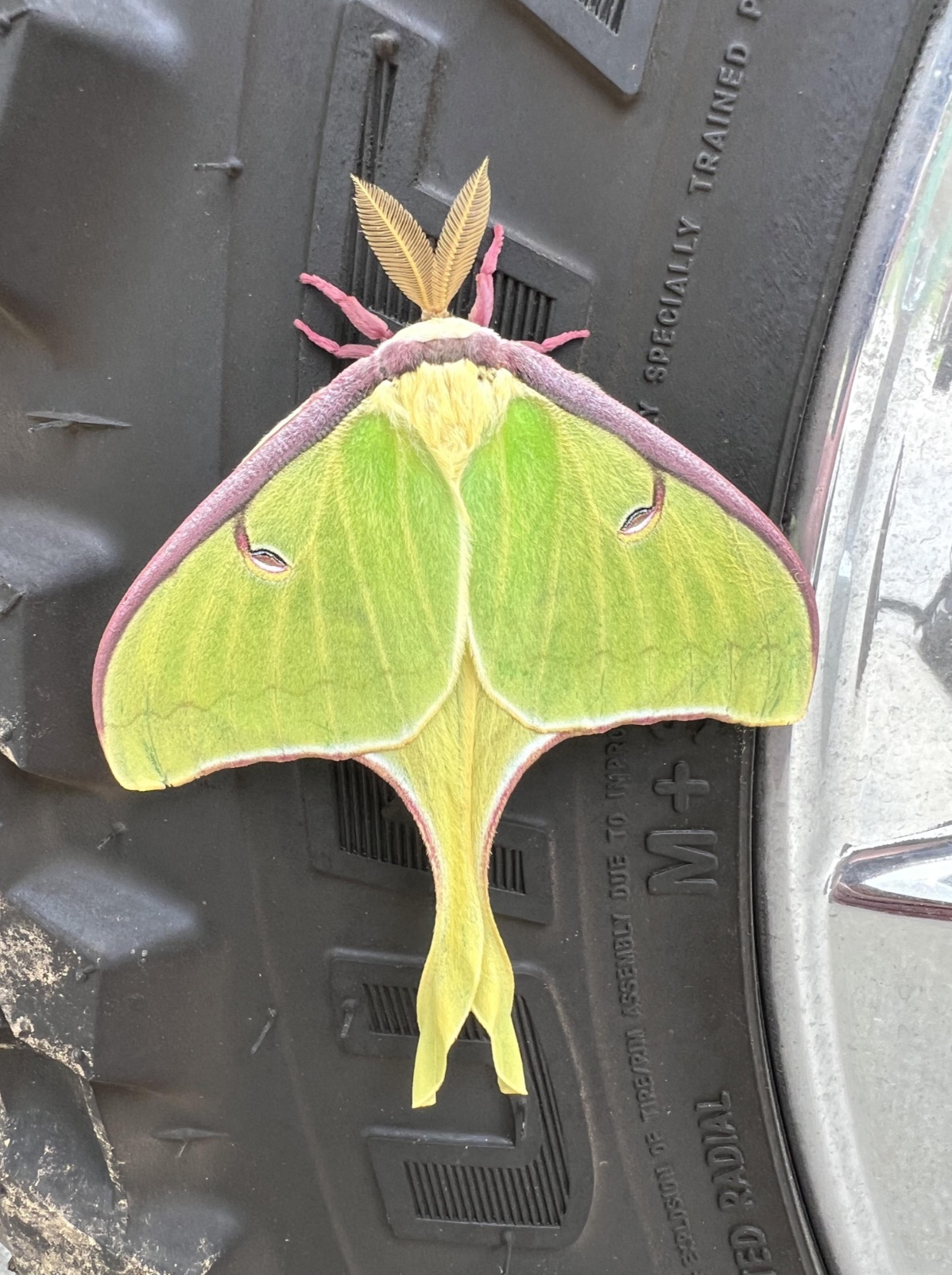 luna moth - Souery To Remehilly Due To The Ted Radial M Specially Trained F