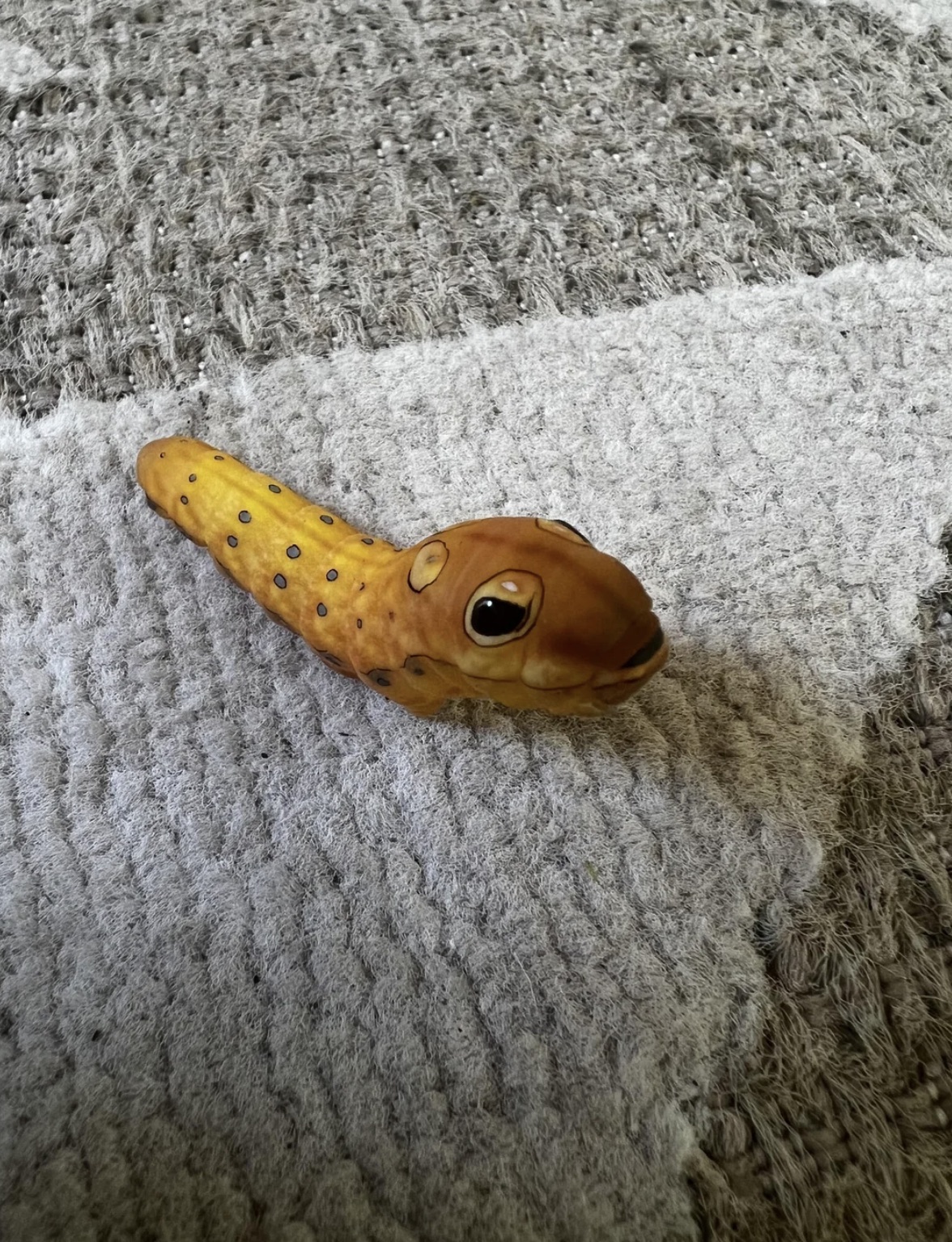 spicebush swallowtail