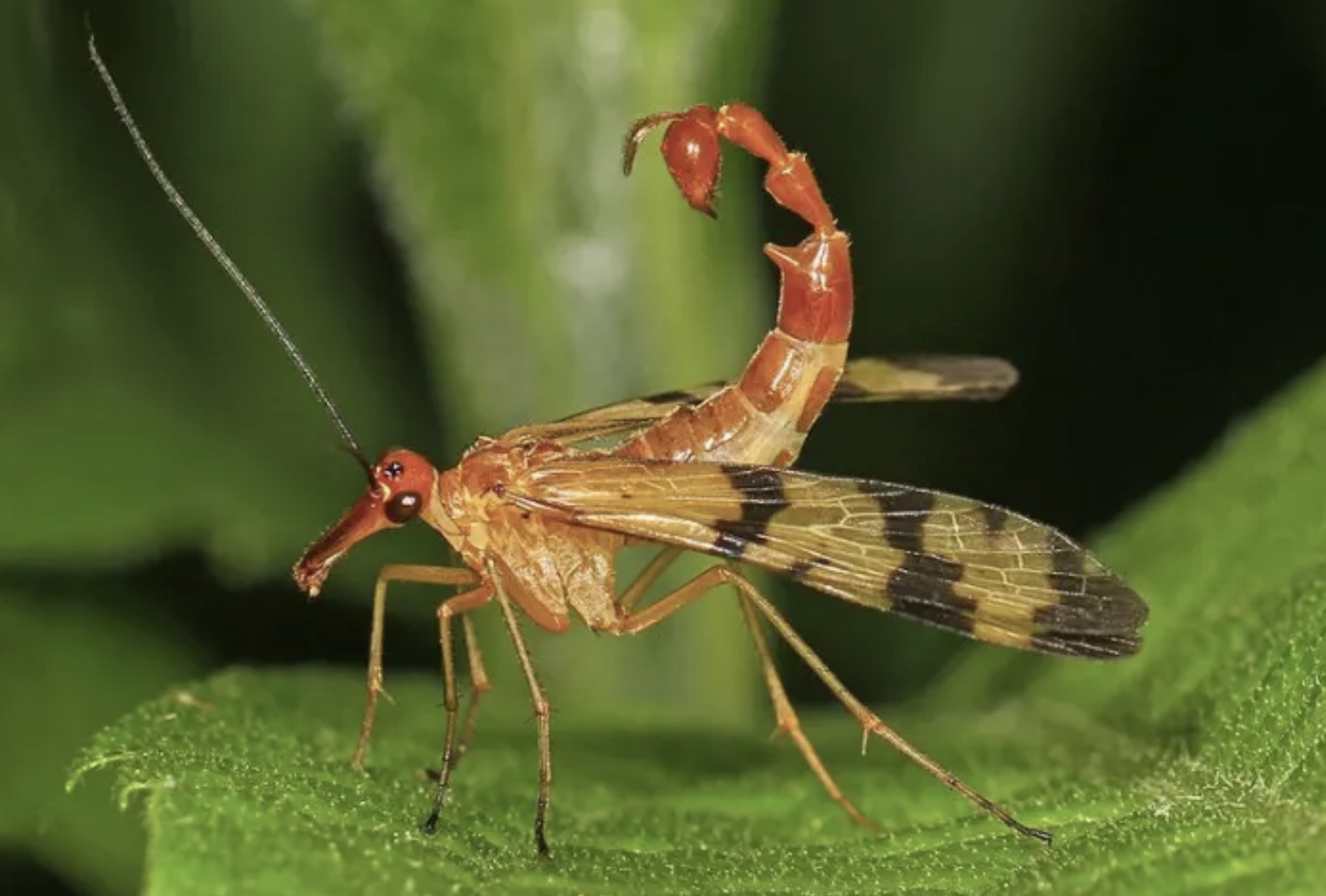 male scorpion fly