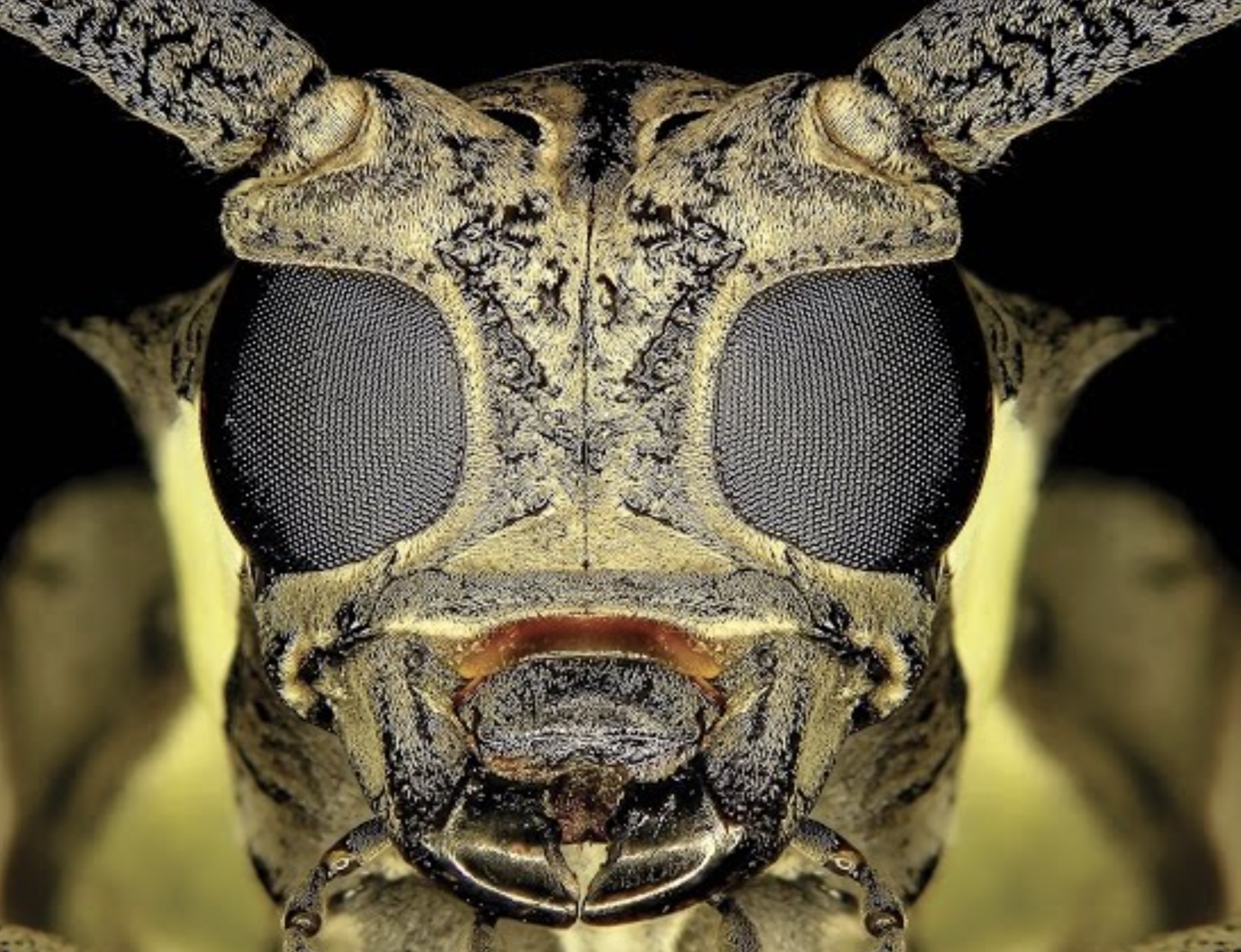 insect close up