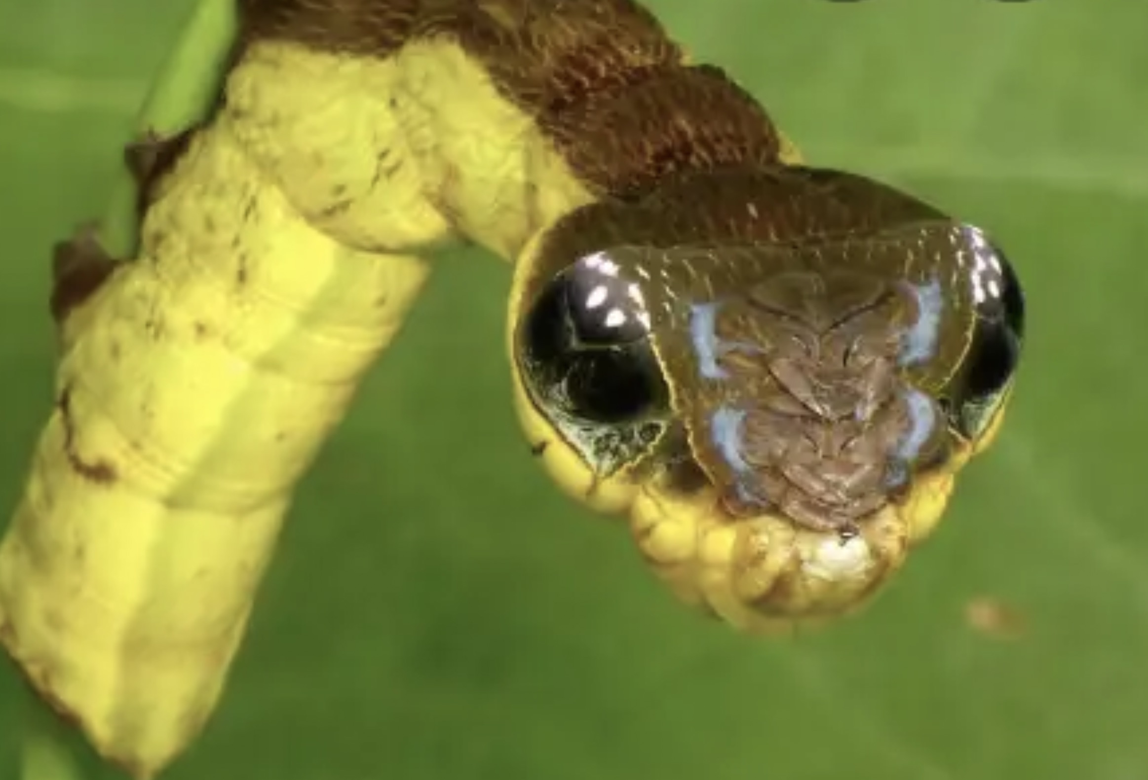 snake mimic caterpillar