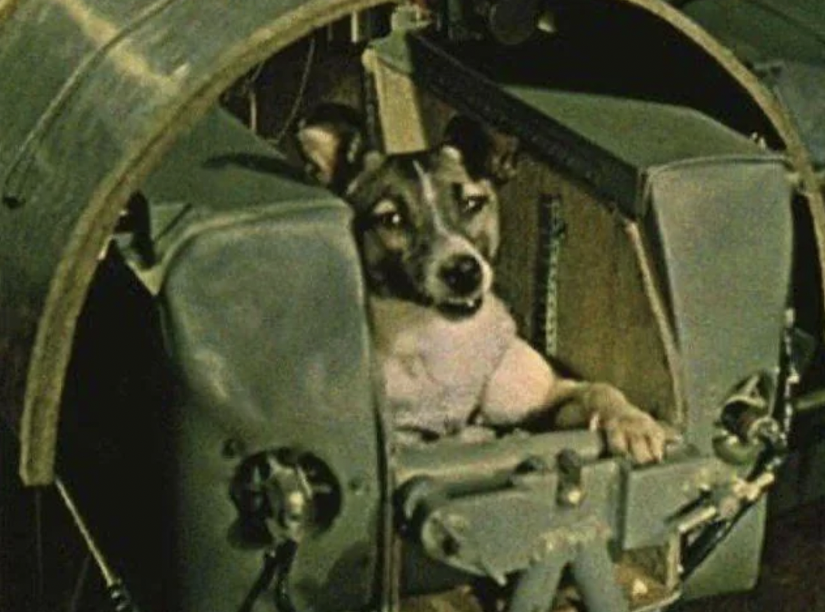 lassie space dog