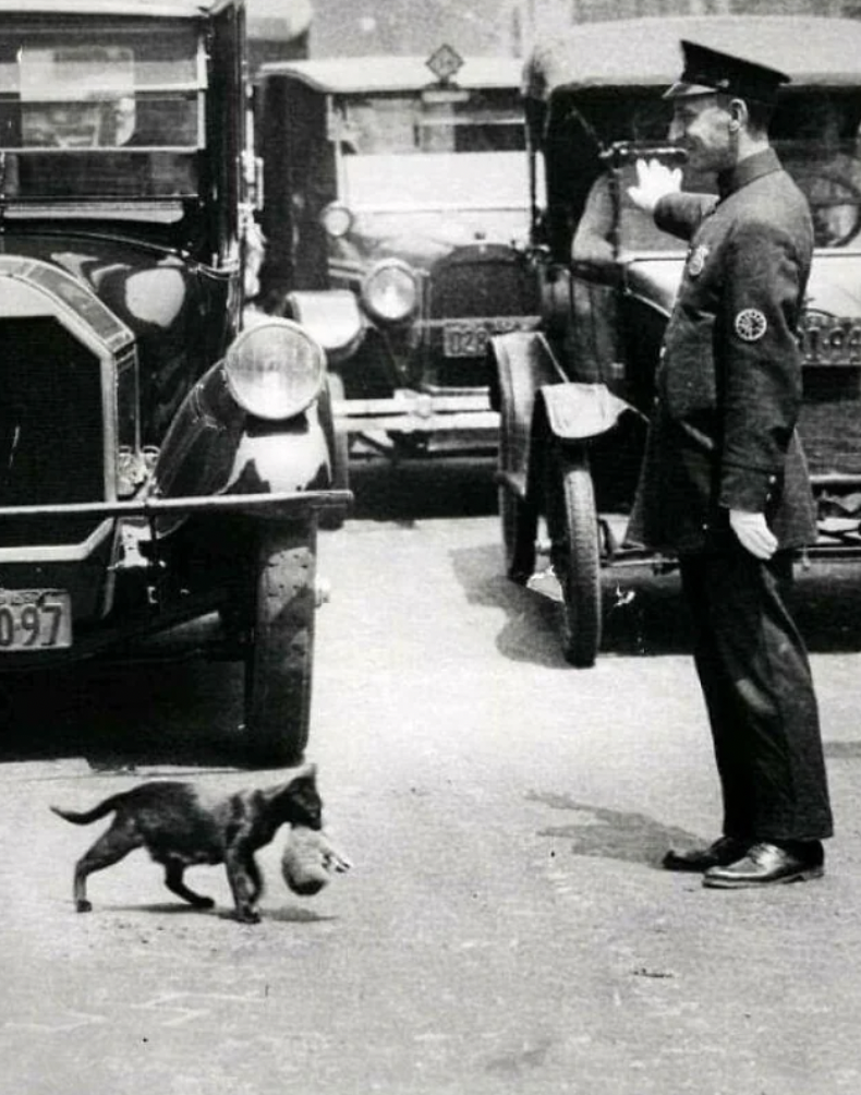 policeman stopping traffic for cat - 097