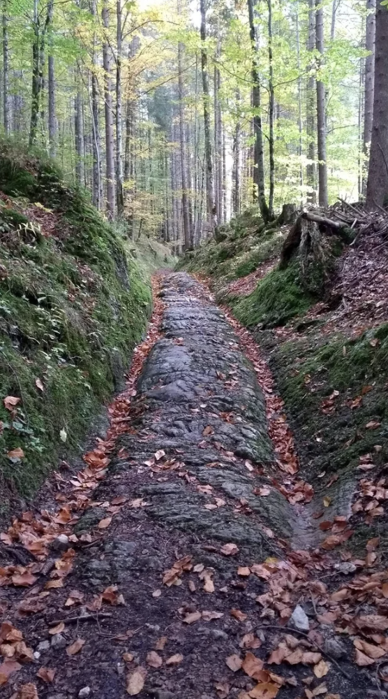 roman road forest