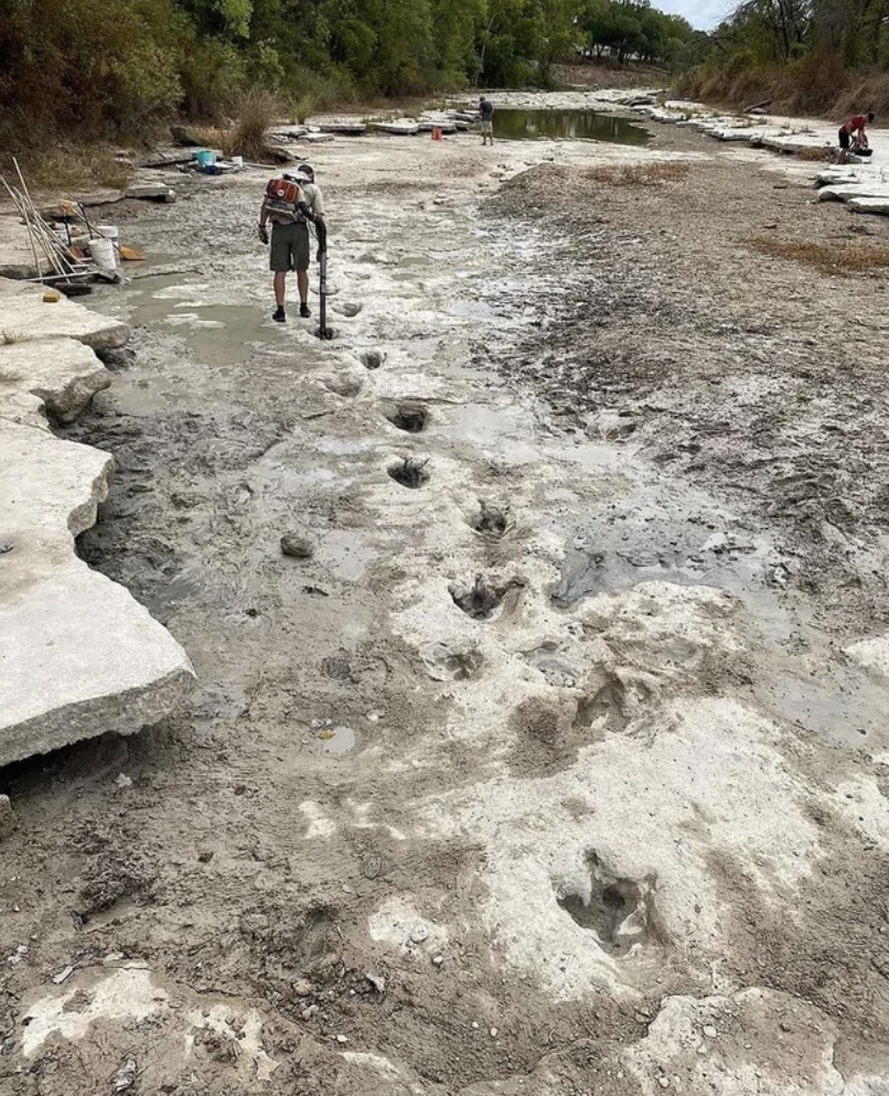 113 million year old dinosaur tracks