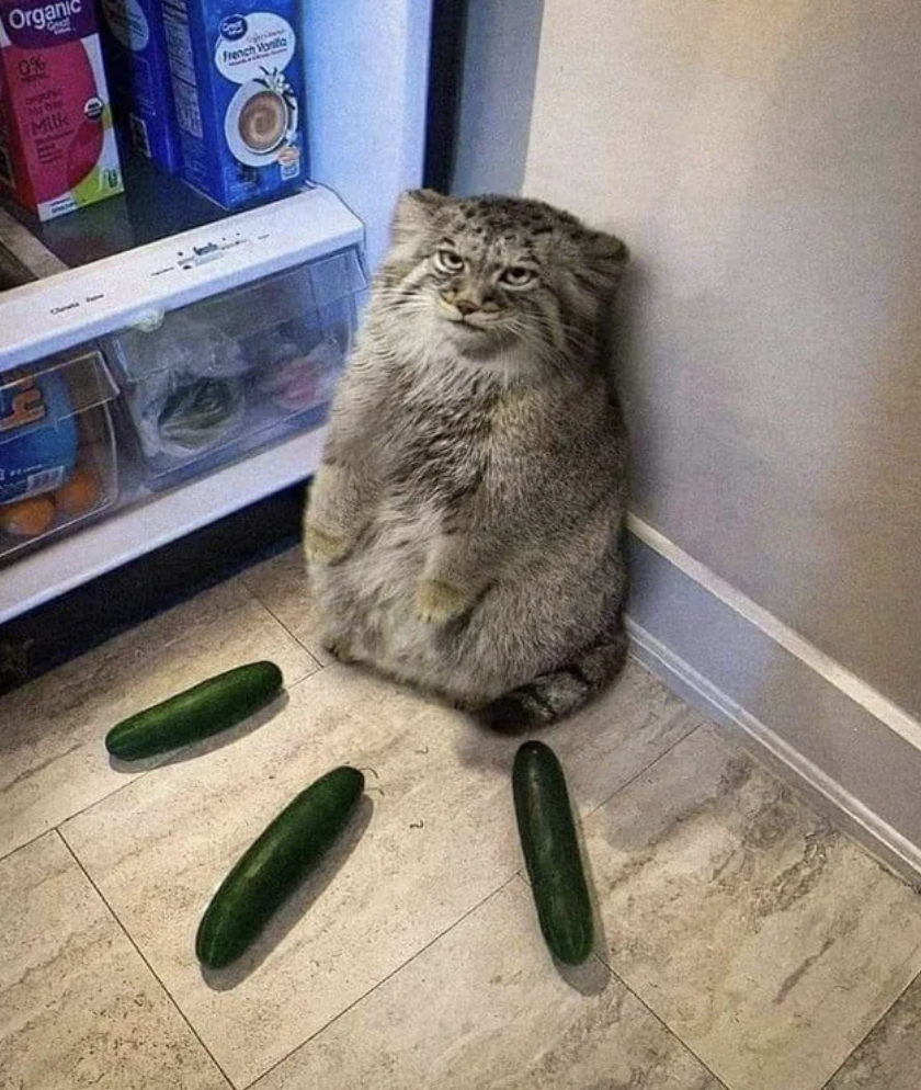 cat cucumber meme - Organ