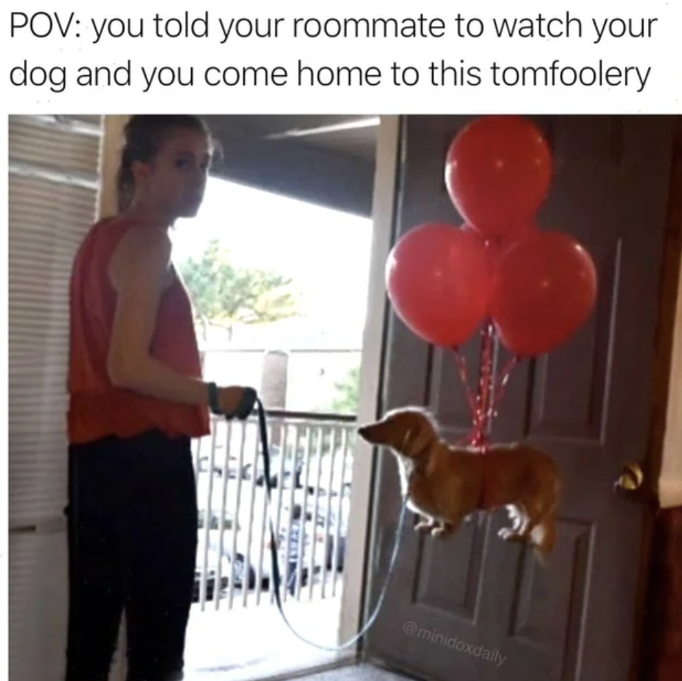 dog flying with balloons - Pov you told your roommate to watch your dog and you come home to this tomfoolery minidoxdally