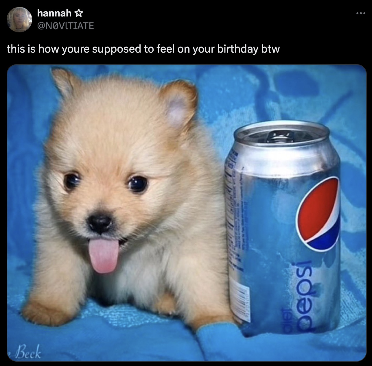 pomeranian - Beck hannah this is how youre supposed to feel on your birthday btw eos