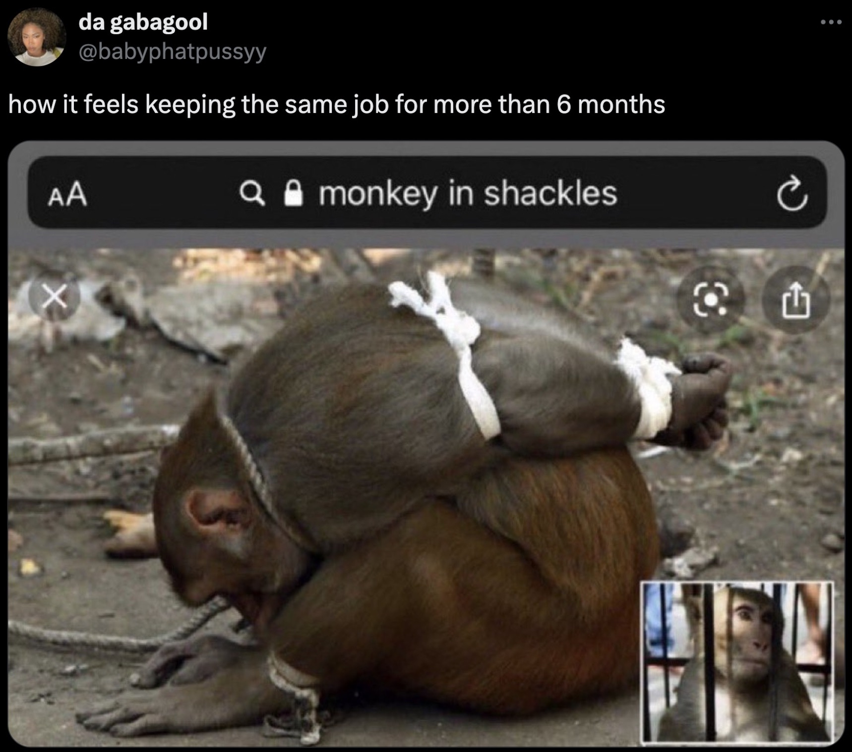 tied monkey - da gabagool how it feels keeping the same job for more than 6 months Aa Q monkey in shackles X ...