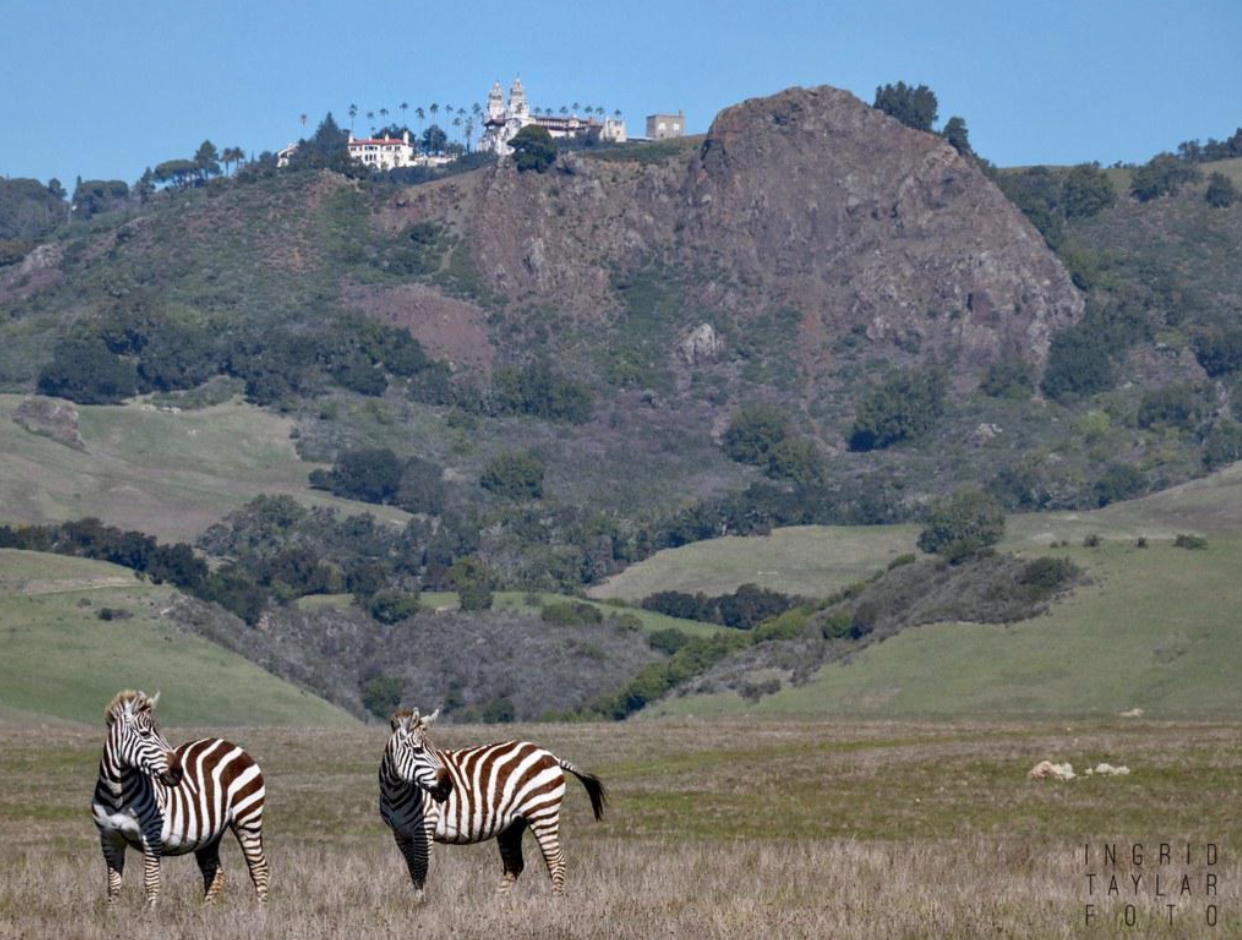 mansion hearst castle zebras