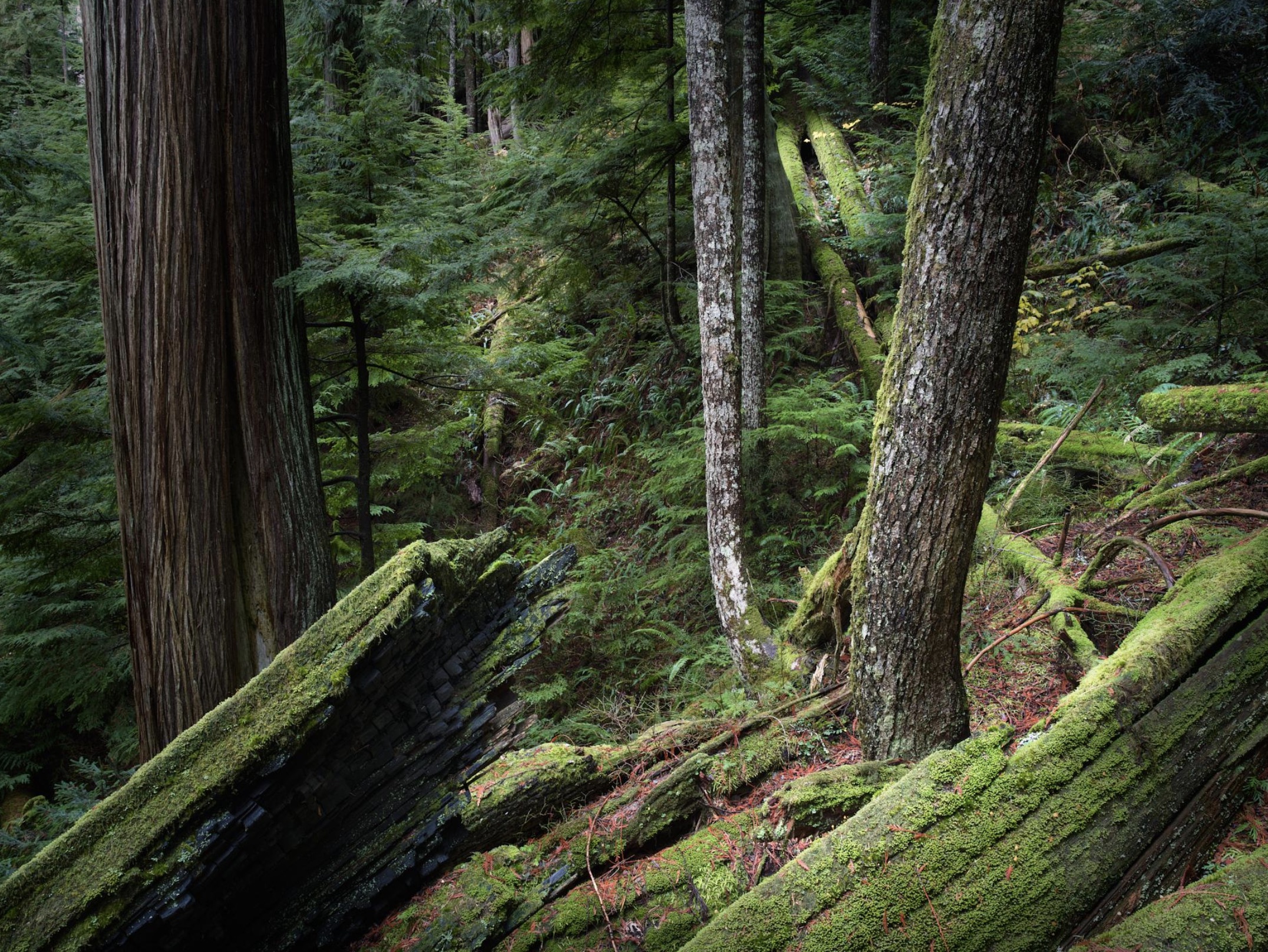 old-growth forest