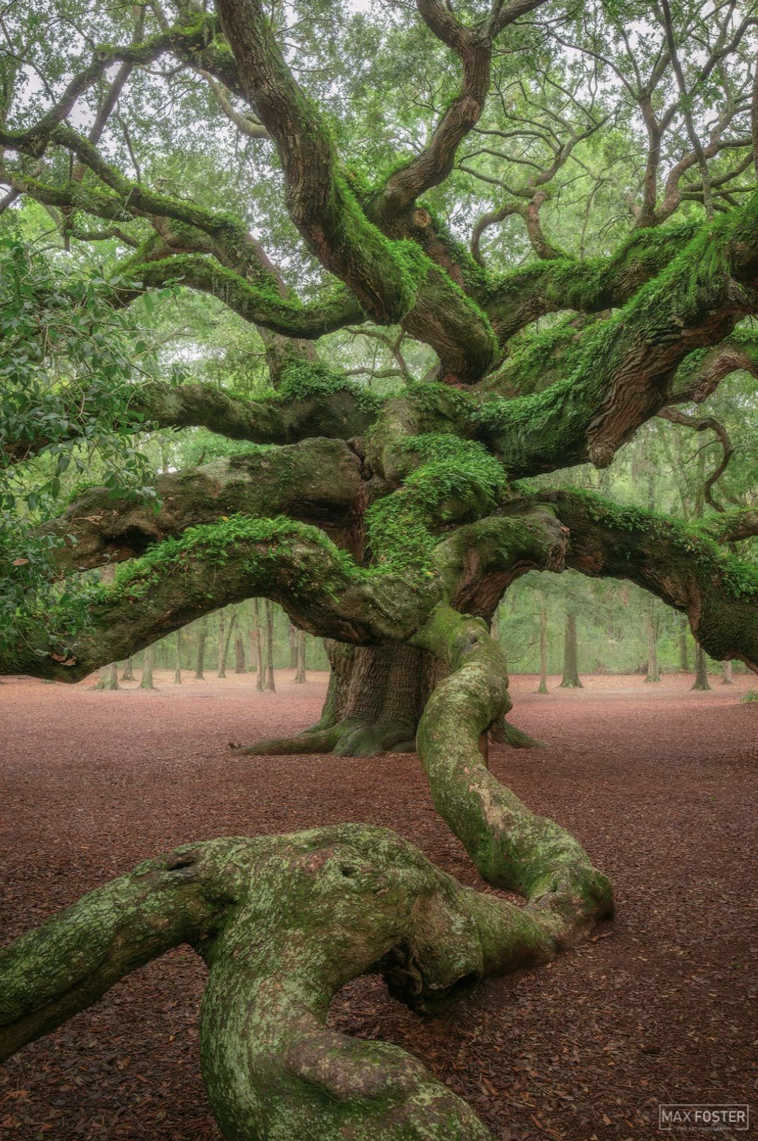 california live oak - Max Foster