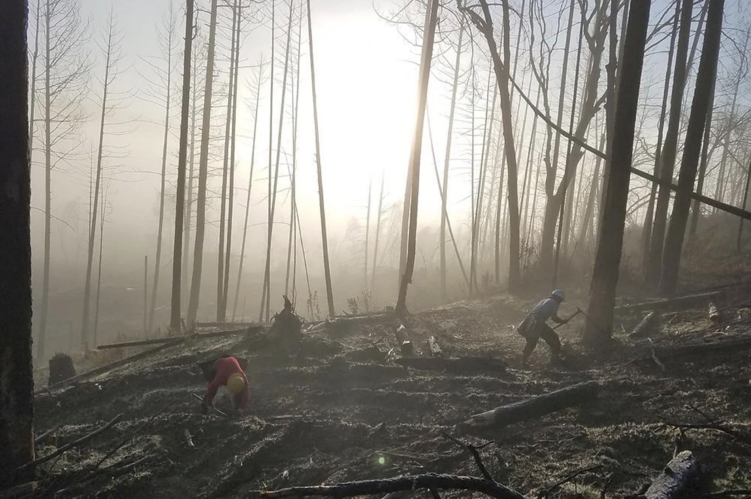 old-growth forest