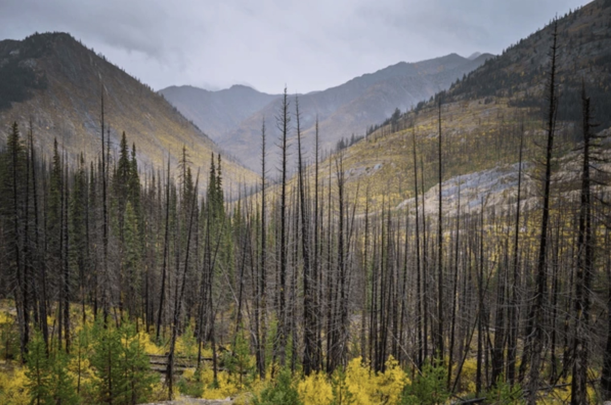 spruce-fir forest