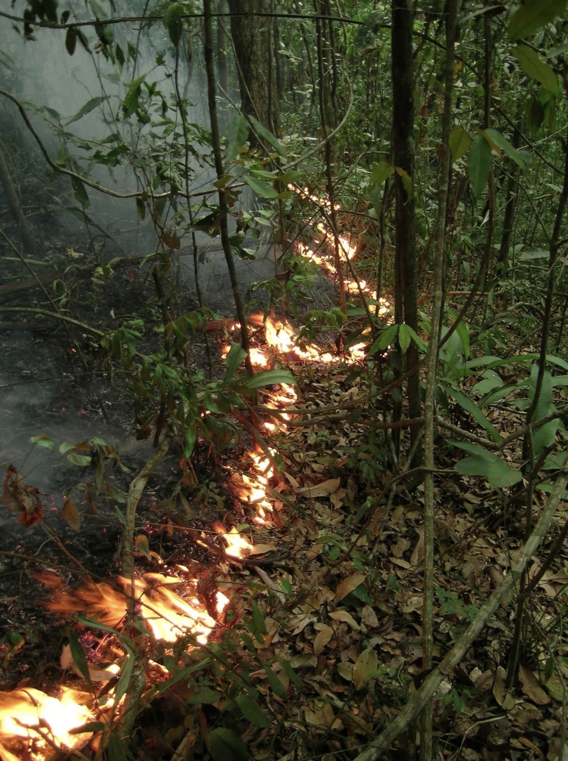 old-growth forest